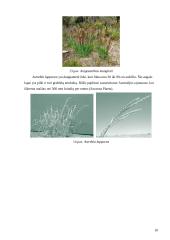 Savanų flora 9 puslapis