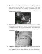 Tropiniai ciklonai 6 puslapis