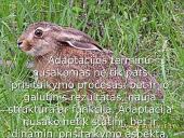 Organizmų adaptacija 2 puslapis