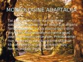 Organizmų adaptacija 11 puslapis