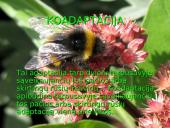 Organizmų adaptacija 9 puslapis