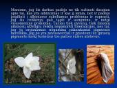 Albinosų gentis 12 puslapis