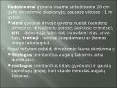 Aplinkos samprata, veiksniai ir ypatybės 16 puslapis