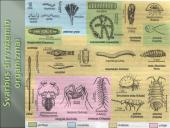 Aplinkos samprata, veiksniai ir ypatybės 20 puslapis