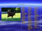 Arklių evoliucija 5 puslapis