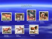 Arklių evoliucija 6 puslapis