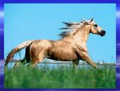 Arklių evoliucija 8 puslapis