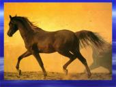 Arklių evoliucija 9 puslapis