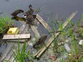 Atliekų rūšiavimas, surinkimas ir perdirbimas Garliavoje 2 puslapis