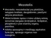 Audinių grupės 11 puslapis