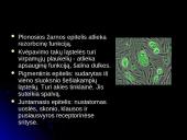 Audinių grupės 14 puslapis