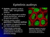 Audinių grupės 7 puslapis