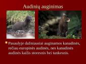 Audinių auginimas ir priežiūra 11 puslapis