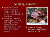 Audinių auginimas ir priežiūra 12 puslapis
