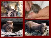 Audinių auginimas ir priežiūra 13 puslapis