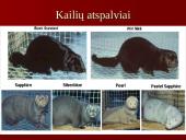 Audinių auginimas ir priežiūra 17 puslapis