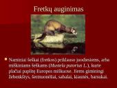 Audinių auginimas ir priežiūra 19 puslapis