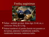 Audinių auginimas ir priežiūra 20 puslapis