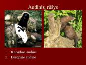 Audinių auginimas ir priežiūra 3 puslapis