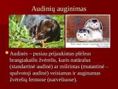 Audinių auginimas ir priežiūra 7 puslapis