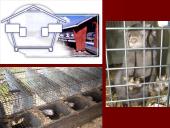 Audinių auginimas ir priežiūra 10 puslapis