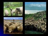 Australijos ekonomikos apžvalga 14 puslapis