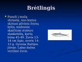 Pagrindiniai faktai apie Baltijos jūrą 13 puslapis