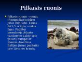 Pagrindiniai faktai apie Baltijos jūrą 15 puslapis