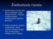 Pagrindiniai faktai apie Baltijos jūrą 17 puslapis