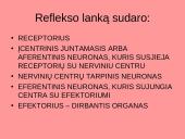 Bendra refleksinių judesių charakteristika 10 puslapis