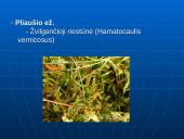 Biologinės įvairovės apžvalga Utenos rajone 6 puslapis