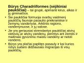 Būrio sėjikiniai paukščiai (Charadriiformes). Sistematika ir kai kurių rūšių paplitimo arealai 2 puslapis