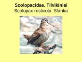 Būrio sėjikiniai paukščiai (Charadriiformes). Sistematika ir kai kurių rūšių paplitimo arealai 11 puslapis