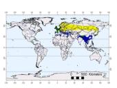 Būrio sėjikiniai paukščiai (Charadriiformes). Sistematika ir kai kurių rūšių paplitimo arealai 12 puslapis