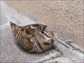 Būrio sėjikiniai paukščiai (Charadriiformes). Sistematika ir kai kurių rūšių paplitimo arealai 13 puslapis