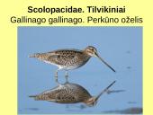 Būrio sėjikiniai paukščiai (Charadriiformes). Sistematika ir kai kurių rūšių paplitimo arealai 14 puslapis