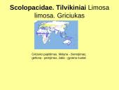 Būrio sėjikiniai paukščiai (Charadriiformes). Sistematika ir kai kurių rūšių paplitimo arealai 16 puslapis