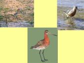 Būrio sėjikiniai paukščiai (Charadriiformes). Sistematika ir kai kurių rūšių paplitimo arealai 18 puslapis