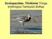 Būrio sėjikiniai paukščiai (Charadriiformes). Sistematika ir kai kurių rūšių paplitimo arealai 19 puslapis