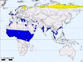 Būrio sėjikiniai paukščiai (Charadriiformes). Sistematika ir kai kurių rūšių paplitimo arealai 20 puslapis