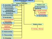 Būrio sėjikiniai paukščiai (Charadriiformes). Sistematika ir kai kurių rūšių paplitimo arealai 3 puslapis