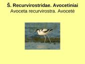 Būrio sėjikiniai paukščiai (Charadriiformes). Sistematika ir kai kurių rūšių paplitimo arealai 4 puslapis