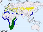 Būrio sėjikiniai paukščiai (Charadriiformes). Sistematika ir kai kurių rūšių paplitimo arealai 5 puslapis