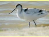 Būrio sėjikiniai paukščiai (Charadriiformes). Sistematika ir kai kurių rūšių paplitimo arealai 6 puslapis