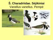 Būrio sėjikiniai paukščiai (Charadriiformes). Sistematika ir kai kurių rūšių paplitimo arealai 7 puslapis