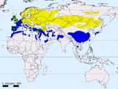 Būrio sėjikiniai paukščiai (Charadriiformes). Sistematika ir kai kurių rūšių paplitimo arealai 8 puslapis