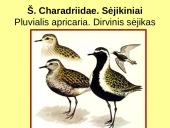 Būrio sėjikiniai paukščiai (Charadriiformes). Sistematika ir kai kurių rūšių paplitimo arealai 9 puslapis