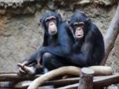 Centrinės Afrikos augalijos ir gyvūnijos įvairovė bei biologiniai ištekliai 12 puslapis