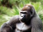 Centrinės Afrikos augalijos ir gyvūnijos įvairovė bei biologiniai ištekliai 14 puslapis