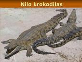 Centrinės Afrikos augalijos ir gyvūnijos įvairovė bei biologiniai ištekliai 16 puslapis